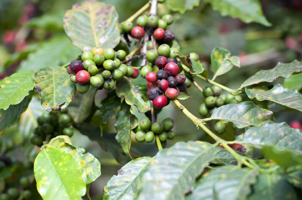 Coloured coffee beans, Arusha, Tanzania