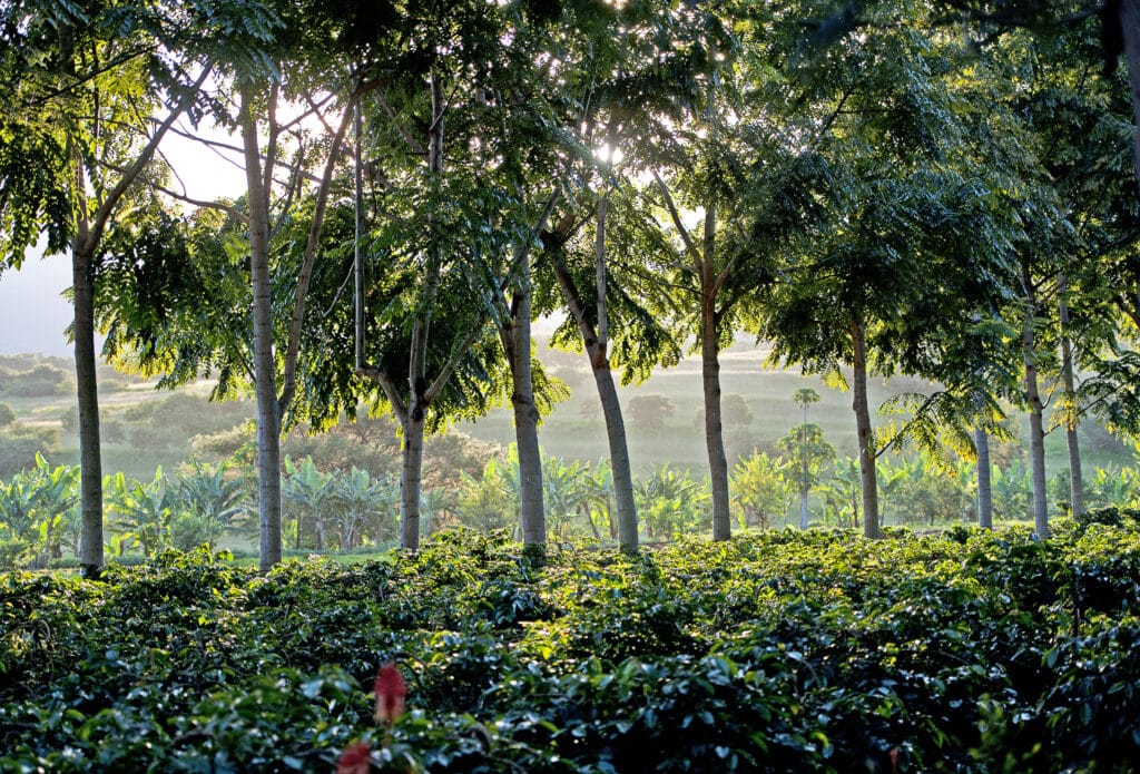 Sunrays through Coffee Plantation, Arusha, Tanzania