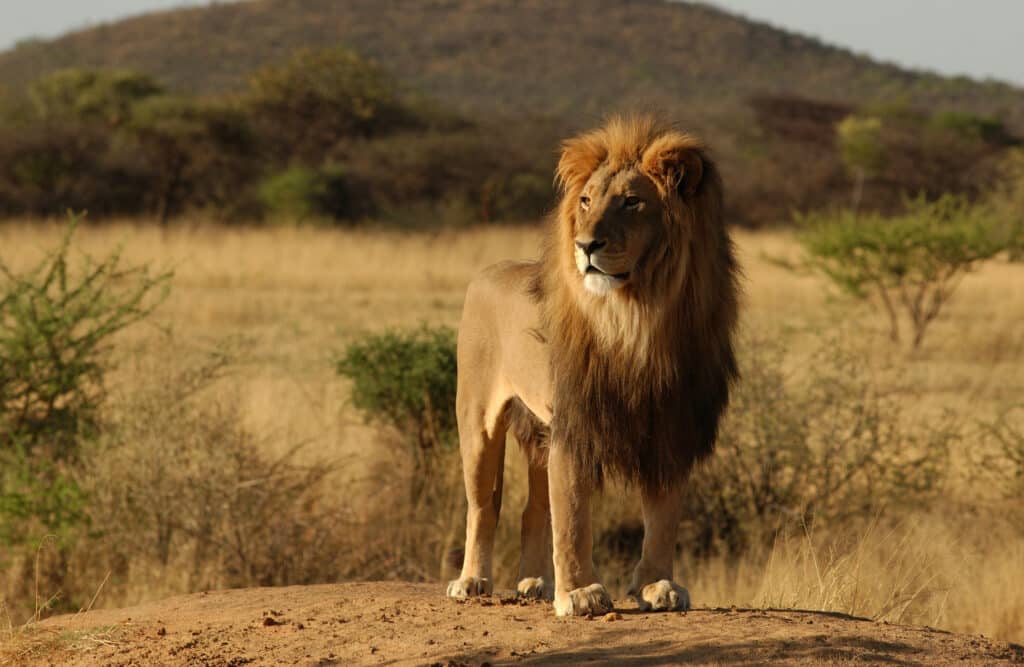 The most beautiful lion of the Masai Mara
