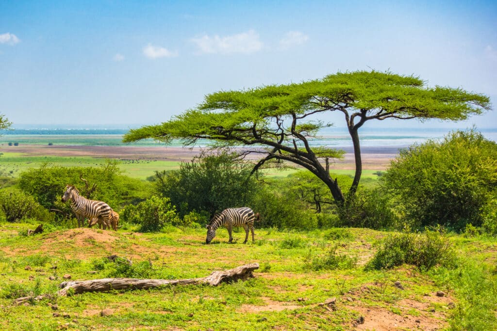 Wild zebra at Ngorongoro Crater Conservation area. Tanzania.